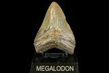 Serrated, Fossil Megalodon Tooth - Georgia #161059-2